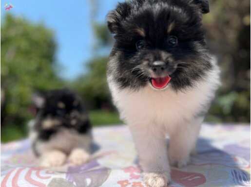 En özel en uygun panda Pomeranian yavru 