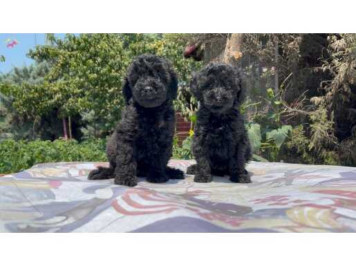 En özel renk siyah Toy  Poodle yavrular 