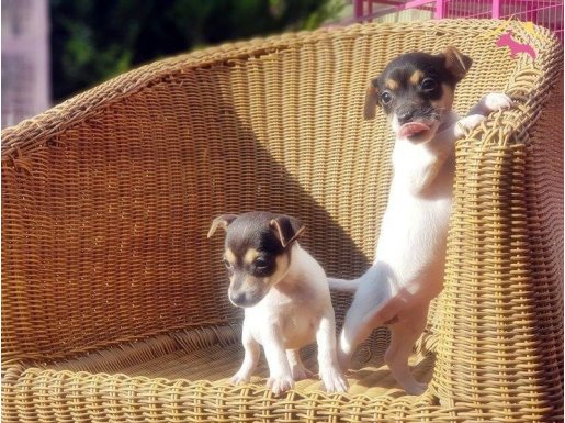 KISA BACAK JACK RUSSEL YAVRULAR 