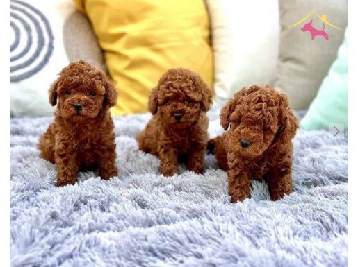 MÜKEMMEL TOY POODLE YAVRULAR 