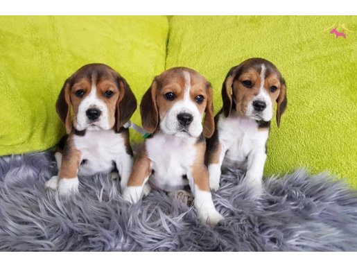 Irk garantili beagle yavrularımız 