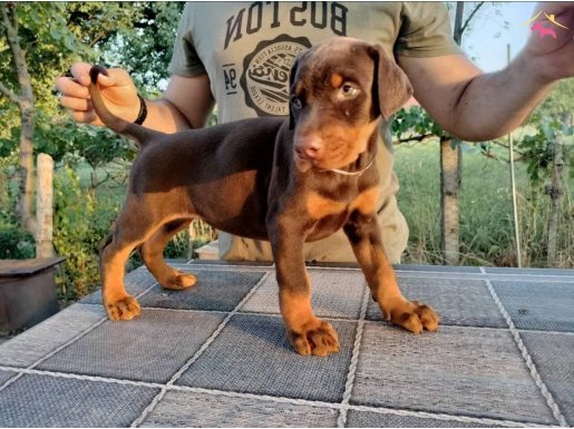 King size efsane doberman yavrular 