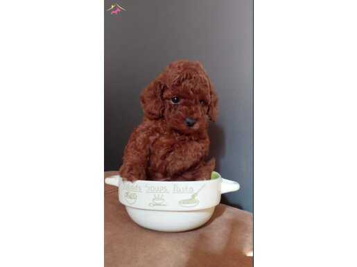 Bebek gibi toy poodle yavrular 
