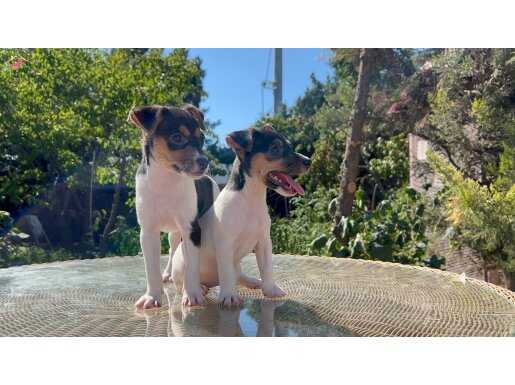 Kısa bacak kısa kuyruk jack russel terrier 