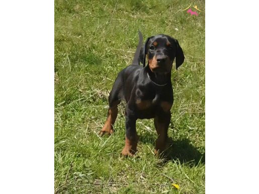 Irkının en güzeli doberman yavrular 