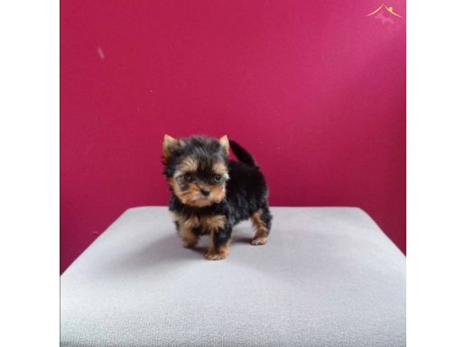 Tea Cup Yorkshire terrier yavrular 