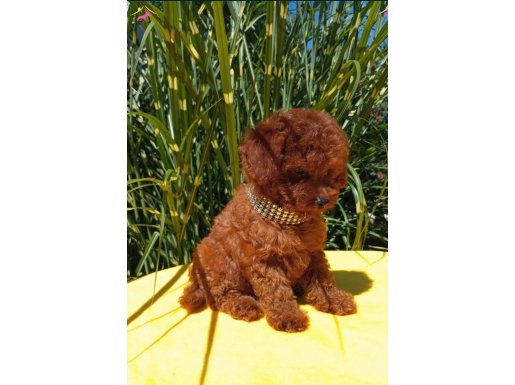 Efsane güzellikler toy poodle yavrular 