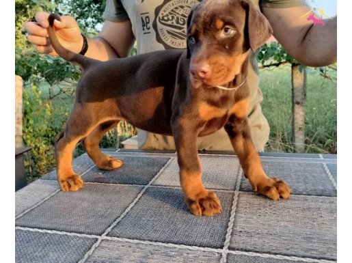 Efsane güzellikte doberman yavrular 