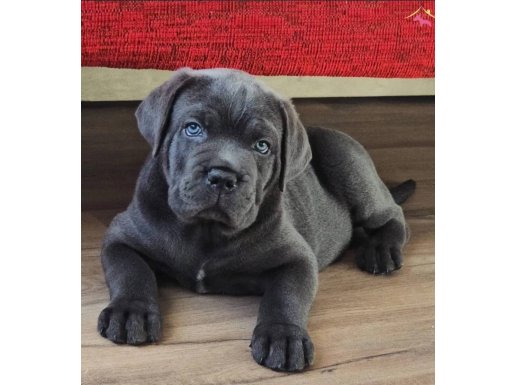 Irkının en güzeli Cane corso yavrular 