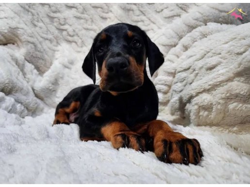 King size siyah doberman yavrular 