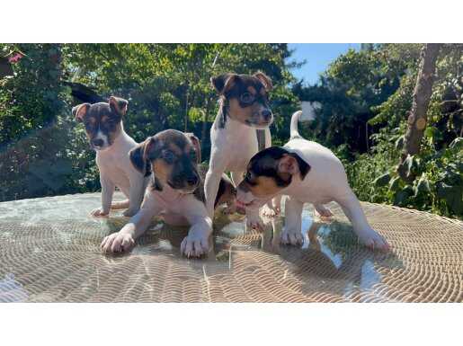 Kısa kuyruk Kısa bacak jack Russel yavru 
