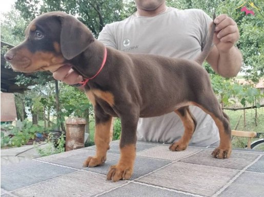 Kızıl kalıplı mükemmel doberman yavrular 