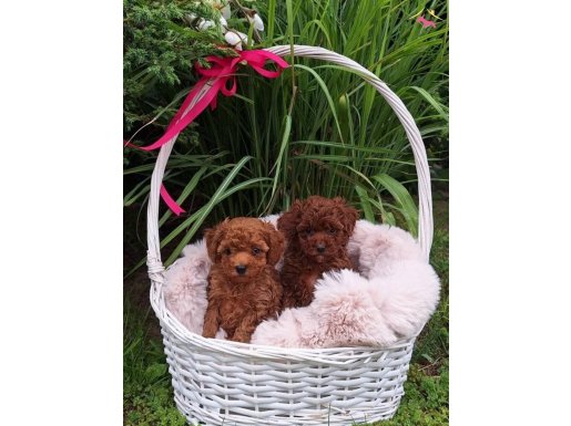 Mükemmel güzellikte toy poodle yavrular 