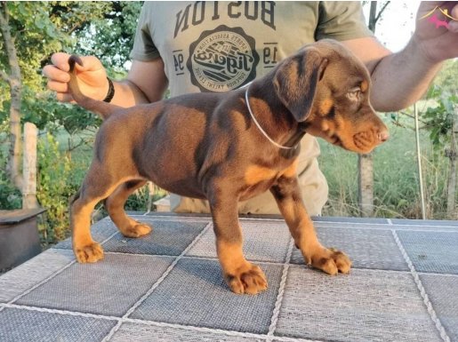 Koşul king size doberman yavrular 