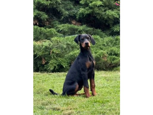 Siyah doberman yavrular ırkının en güzeli 