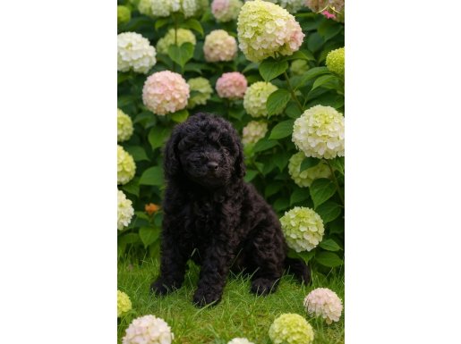 Kara elmaslar mükemmel toy poodle yavru