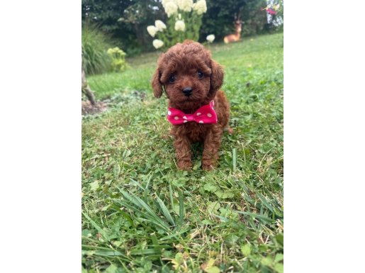 En özel yavrular toy poodle 