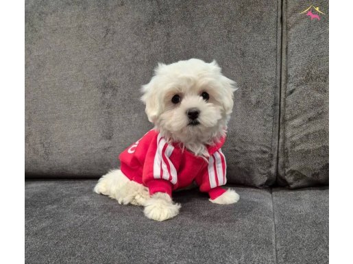 Kar beyaz maltese terrier yavru 
