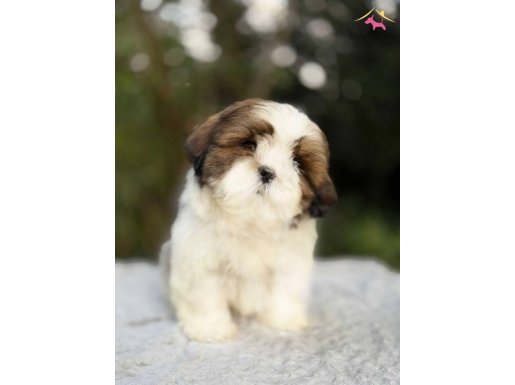 Irkının en güzeli shihtzu yavrular 