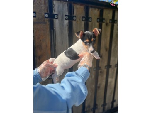 Kısa bacak kısa kuyruk jack russel terrier 