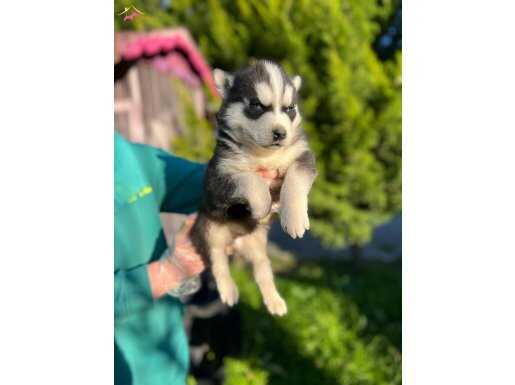 Mükemmel maskeli husky Sibirya kurdu