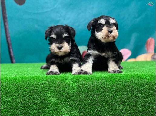 Tek resmi üreticiden schnauzer yavrular 