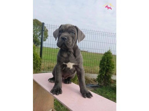 Cane corso en kalitelisi bizde var