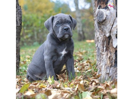 Dev cane corso yavrularımız 