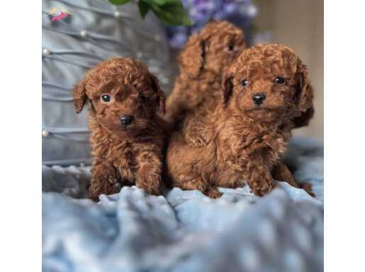 Irkının en güzeli toy poodle yavrular 