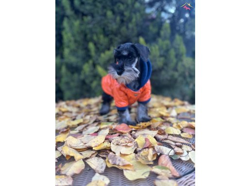 Irkının En Özeli Mini Schnauzer Yavru 