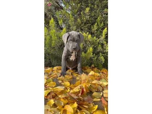 Irkının en güzeli dev cane corso yavrumuz 