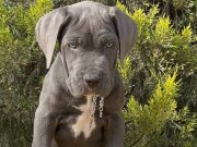 Irkının en güzeli dev cane corso yavrumuz 