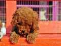 TOY POODLE YAVRU 