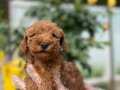 TOY POODLE YAVRU 