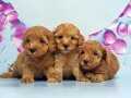 Mükemmel Toy Poodle Yavrular 