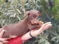 KIZIL KİNG DOBERMAN YAVRU