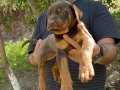 ERKEK KIZIL KİNG DOBERMAN YAVRU 