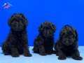 SİYAH İNCİLER POODLE YAVRULARIMIZ 