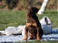 EN ÖZELİ KIZIL KİNG DOBERMAN YAVRU 