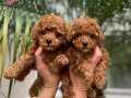 KAPI TESLİM İMKANI İLE TOY POODLE YAVRU