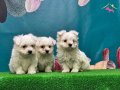 EN ÖZELİ EN UYGUNU MALTESE BEBEKLER 