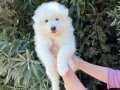 Kar Beyaz Pofuduk Samoyed Yavrular 