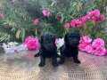 SİYAHIN ASALETİ BOCUK GÖZLÜ POODLE YAVRULAR