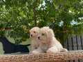 IRKININ EN İYİSİ MALTİPOO YAVRULAR 