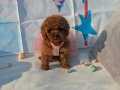 BİBLO GİBİ TOY POODLE YAVRULAR 