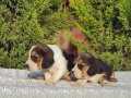 BEAGLE YAVRULAR IRK GÜZELİ 