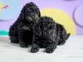 SİYAH İNCİ TOY POODLE YAVRULAR 