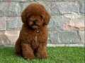 RED BROWN TOY POODLE YAVRULAR 