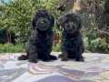 En özel renk siyah Toy  Poodle yavrular 