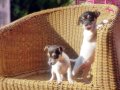 KISA BACAK JACK RUSSEL YAVRULAR 